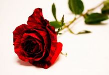 MD� na �rade logistick�ho zabezpe�enia OS SR