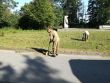Príslušníci 2. mechanizovanej brigády opäť pomáhali vo Svidníku a na Dukle